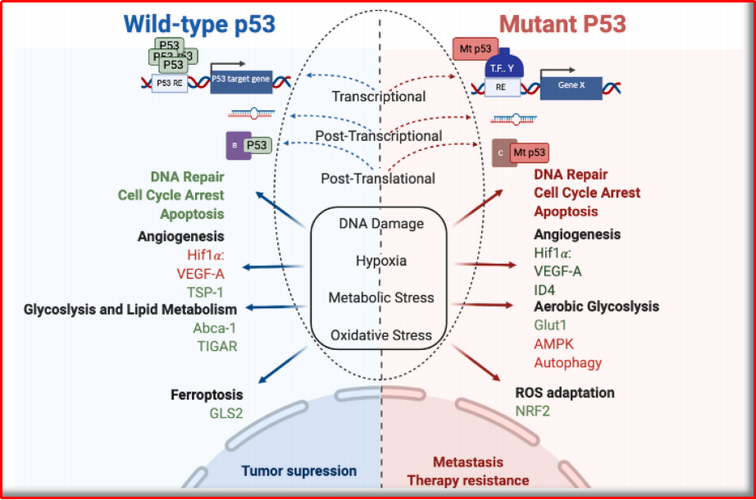 2 野生型和突变型p53在癌症生物学中调控的相反作用 以p53为靶点的